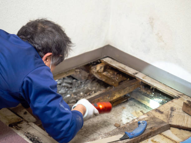 Best Mold Remediation for Specific Building Types in Moulton, AL