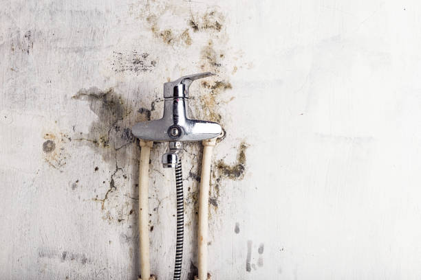 Best Post-Flood Mold Remediation in Moulton, AL