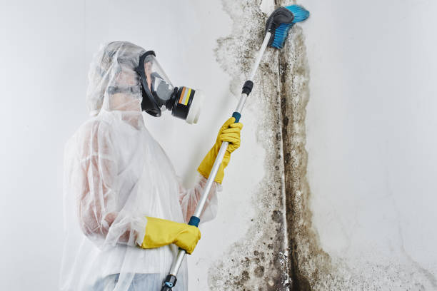 Best White Mold Remediation in Moulton, AL