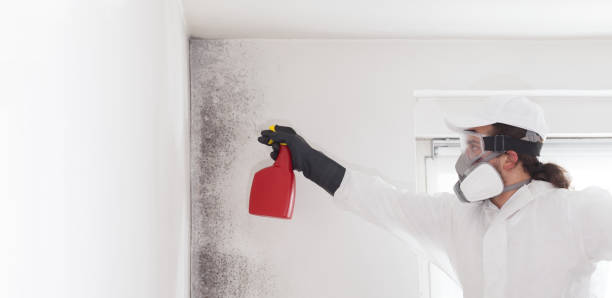 Best Residential Mold Remediation in Moulton, AL