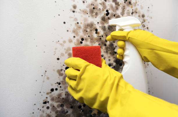 Best Black Mold Remediation in Moulton, AL