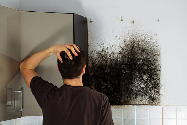 Trusted Moulton, AL Mold Remediation Experts
